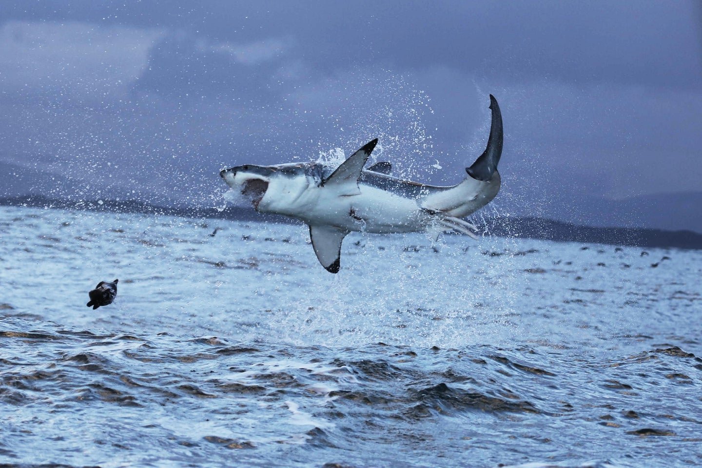 The Term ‘Shark Attack’ Is a Lie, According to Group of Australian Researchers