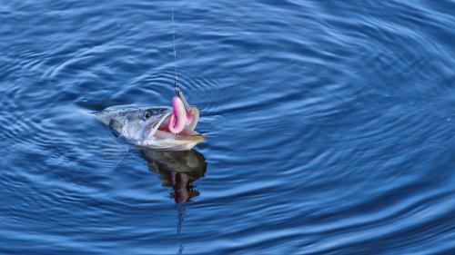 How to Lose Fewer Soft Plastic Lures