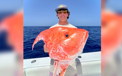 Shark Eats What Could Have Been the New World-Record Red Snapper