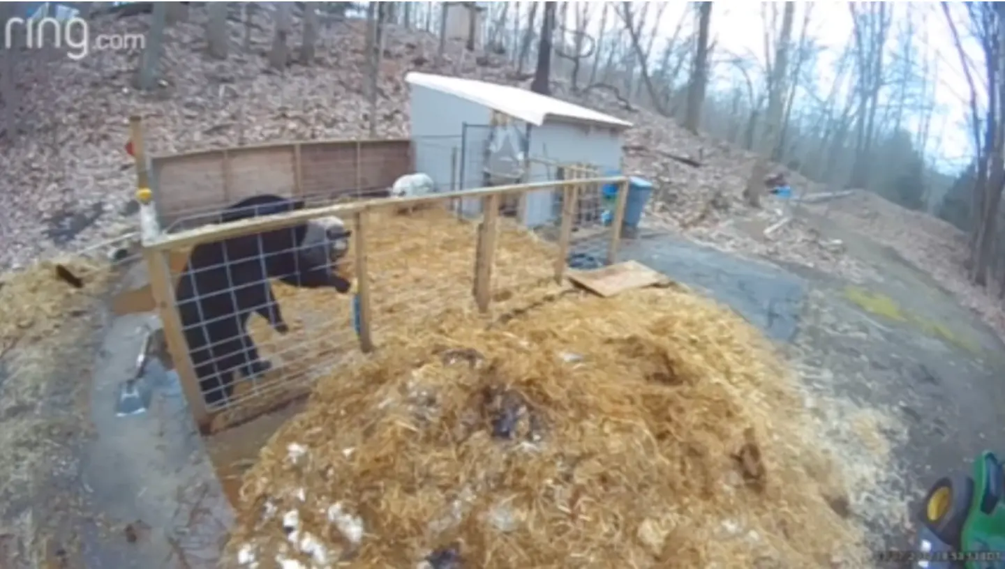 Watch: Two Pigs Take on a Black Bear