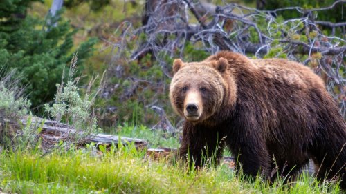 Black Bear Hunter Kills Charging Grizzly in Montana Backcountry | Flipboard