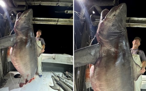 Fisherman Catches a Jaw-Dropping Bull Shark That Would Have Obliterated the State Record