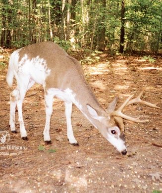 Have You Seen These Deer Diseases In Your Local Woods?