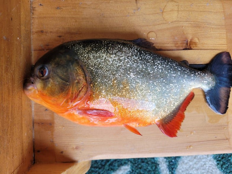Dangerous Red Piranha Found in Louisiana Lake