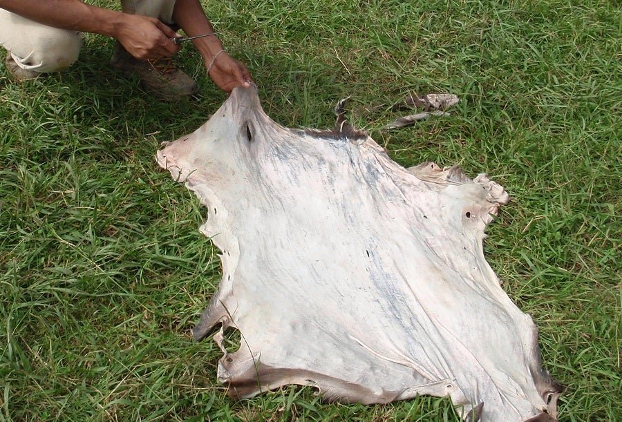 The Ultimate Guide to Tanning Wild Game Pelts and Hides