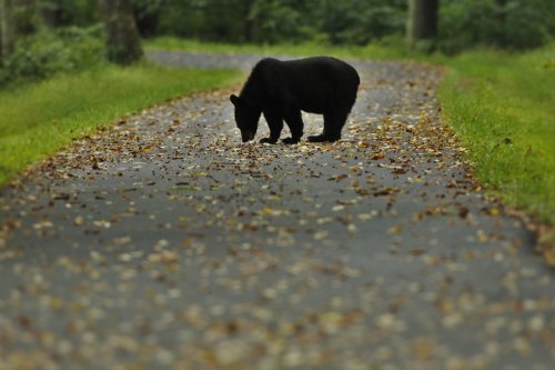 After Canceling Its Spring Bear Hunt, Washington Sees Bear Conflicts in the Suburbs