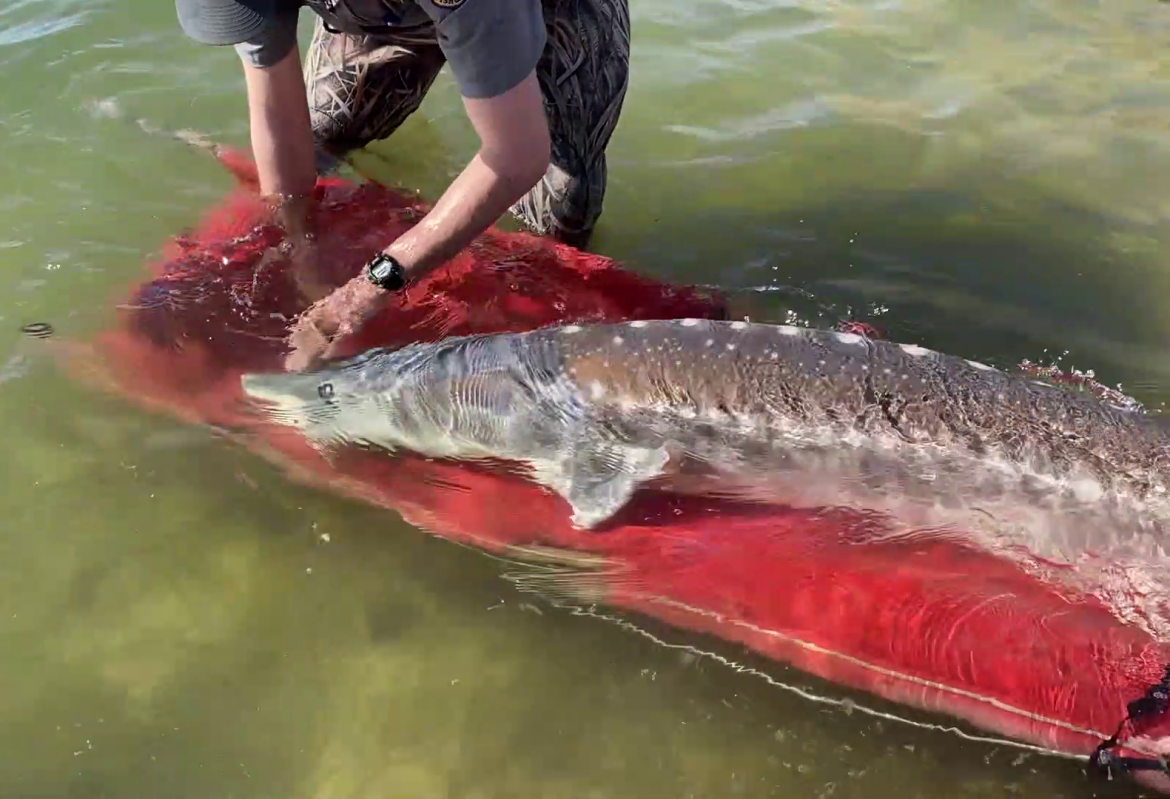 Fish and Game Officials Capture and Relocate 8-Foot White Sturgeon in Idaho