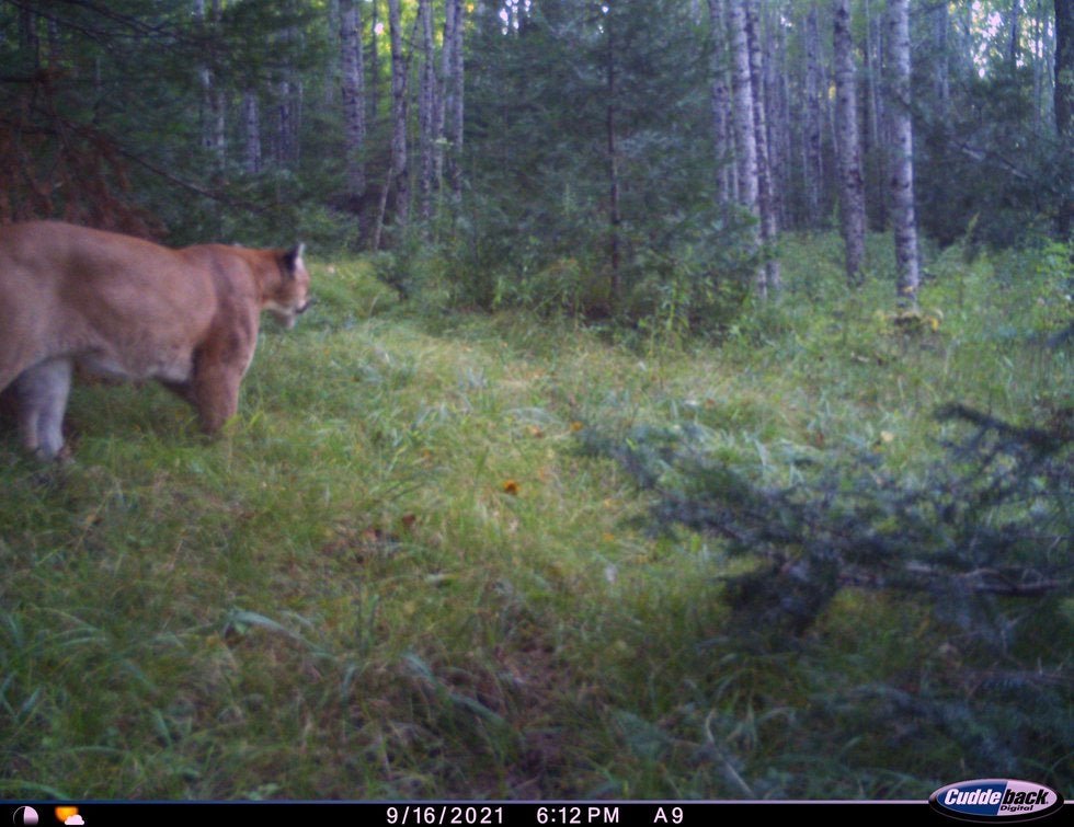 Why the mountain lion population in Michigan is skyrocketing | Flipboard