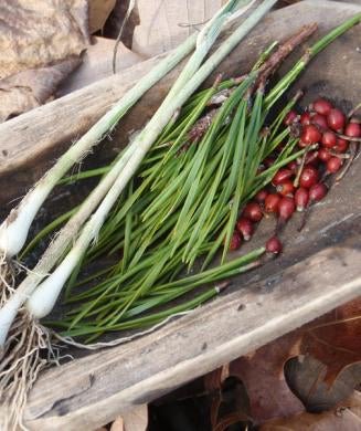 Wild Food Guide: How to Identify the Best Wild Edible Foods