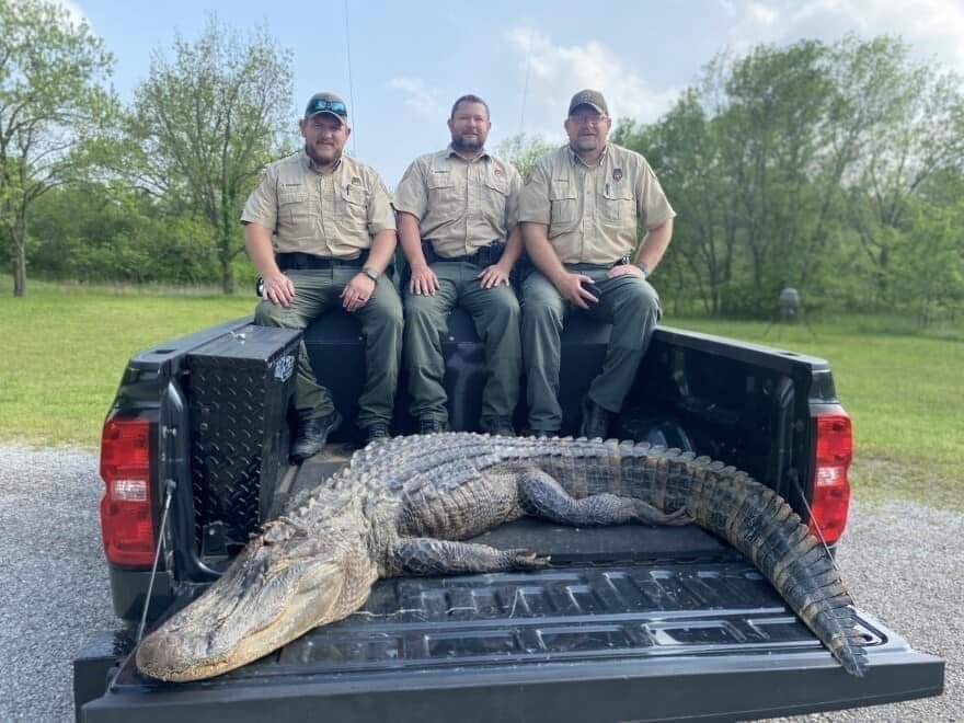 Game Wardens Trapped and Killed an Alligator That Mysteriously Showed Up in Northern Oklahoma