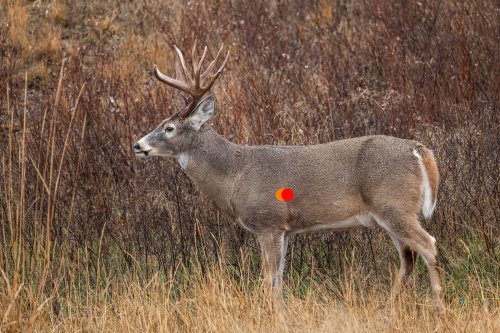 where-to-shoot-a-deer-flipboard