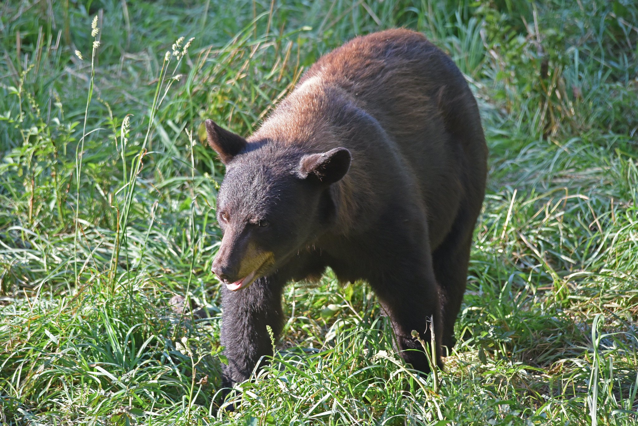 Boy Scout Wakes up With His Leg in a Bear’s Jaws During Recent Campout at New York State Park