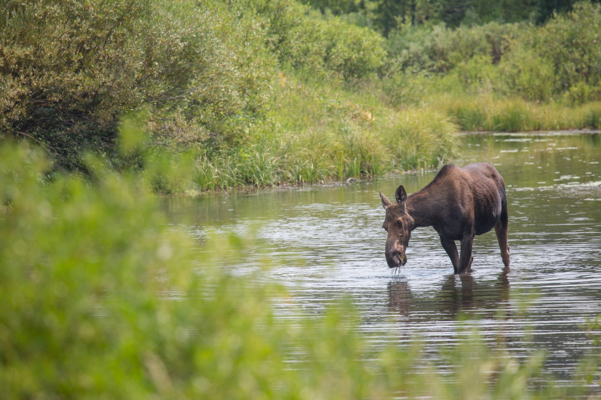 Colorado Sheriff’s Deputy Shoots, Kills Charging Cow Moose