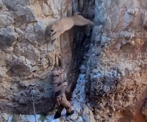 Watch: A Biologist Darts a Mountain Lion. It Nearly Attacks Him