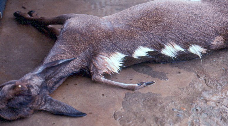 The 8 Weirdest Whitetails You’ve Ever Seen