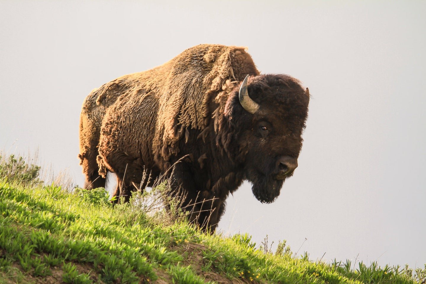 Bison Charges Family, Gores Man at Yellowstone National Park