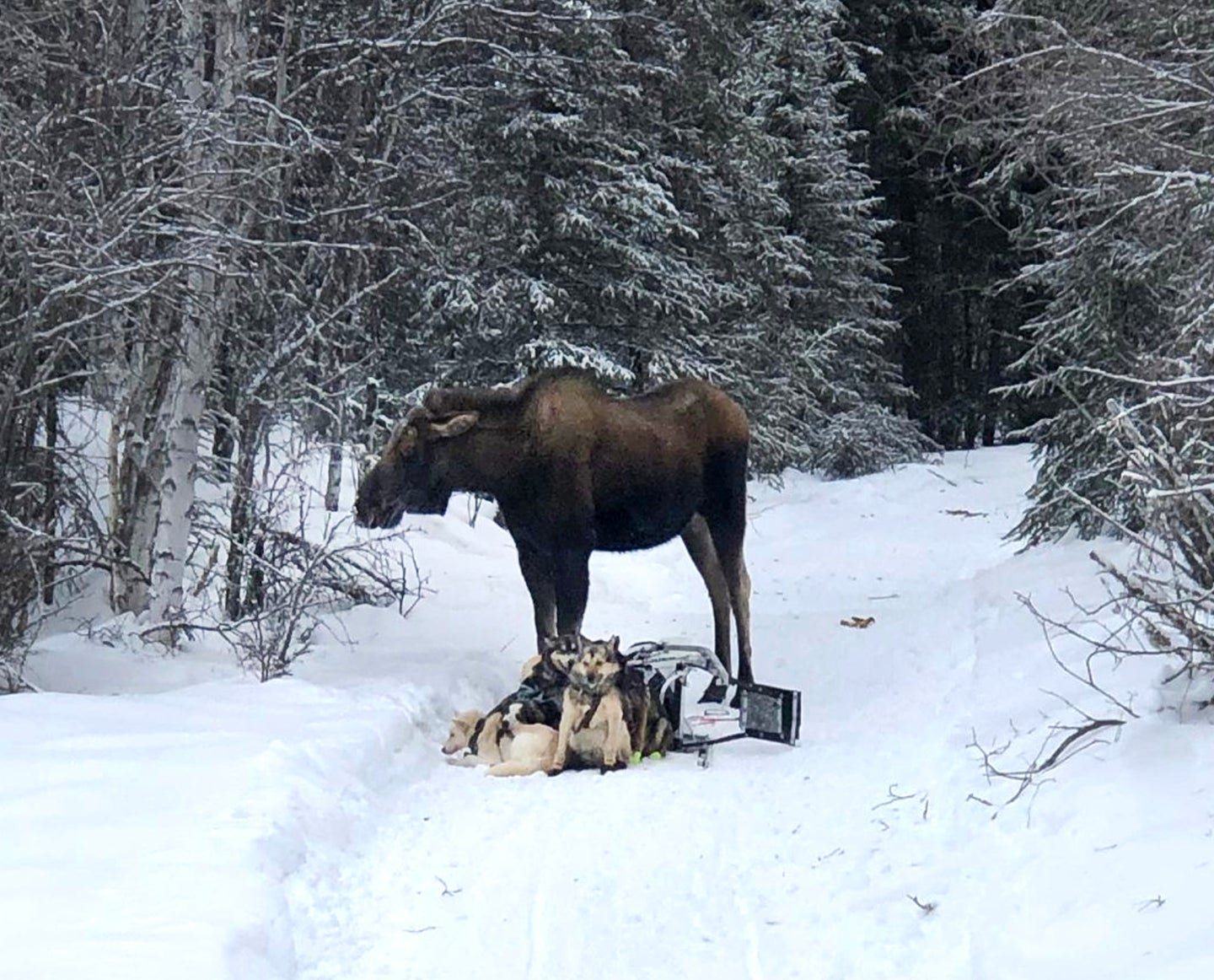 “He Was Charging Full Speed Right at Me.” The Alaskan Musher Attacked by a Moose Shares Her Story