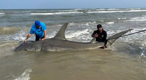 Texas Anglers Reel in Half-Ton Hammerhead Shark from the Beach | Flipboard