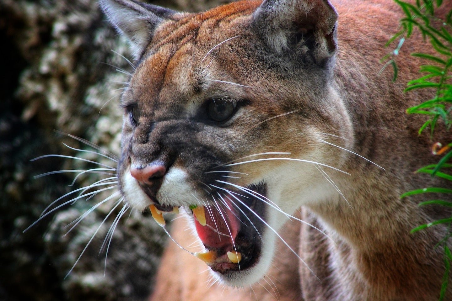 Dog Is Critically Injured After Fighting Mountain Lion to Save Its Owner