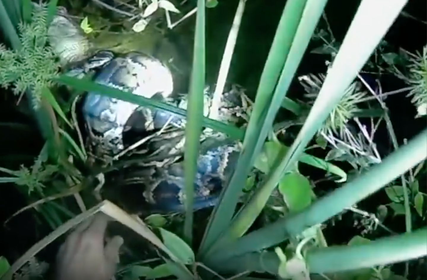 Brave Florida trapper saves gator from the grip of a Burmese python - cover
