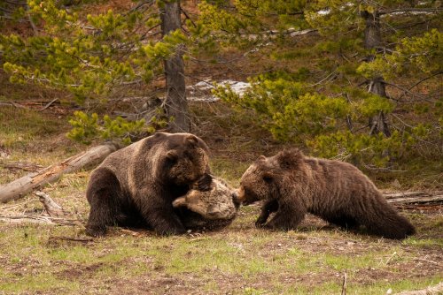 Photographer Captures Images of Large Male Grizzly Killing Another Bear in Yellowstone National Park