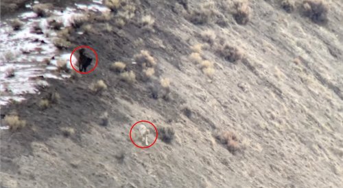 Watch What Happens When Two Rival Wolf Packs Meet in Yellowstone