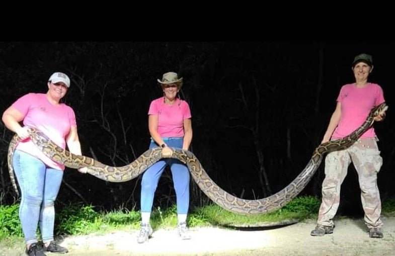 Pro Snake-Hunting Team Bags Massive 16-Foot, 91-Pound Python