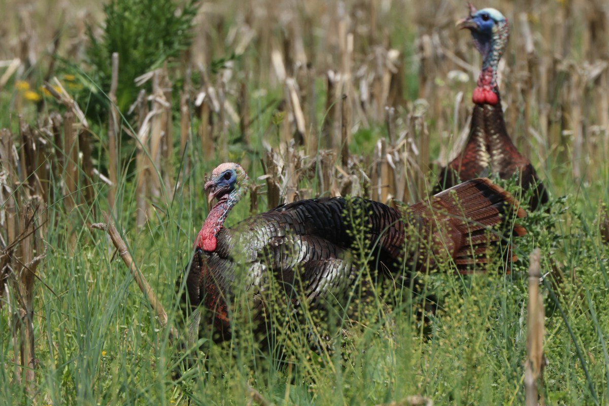 17 Sneaky Late-Season Turkey Hunting Tips for Targeting Pressured Toms