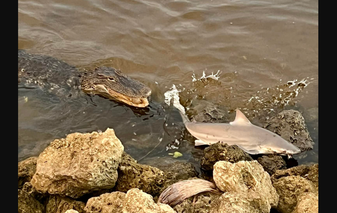 Florida Fisherman Photographs Alligator Trying to Take on a Bull Shark