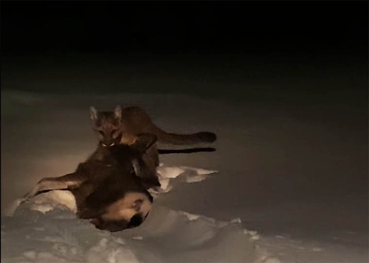 Video: Mountain Lion Attacks Deer in Woman’s Backyard