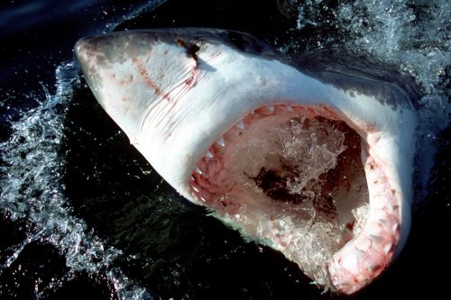 Great White Shark Tales from Cape Cod’s Charter Boat Captains