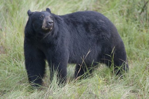Days Before Florida Considers a Bear Hunt, the State Suffers Its First Fatal Black Bear Attack