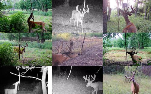 The Truth About Rope Scrapes, One of the Hottest Tactics in Whitetail Hunting