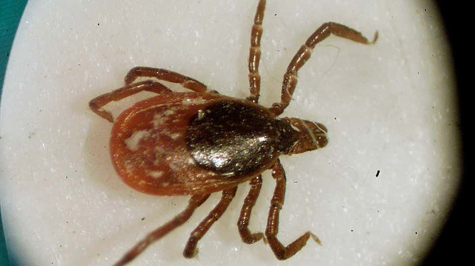 A Single Tick Bite Infects Man with Three Diseases
