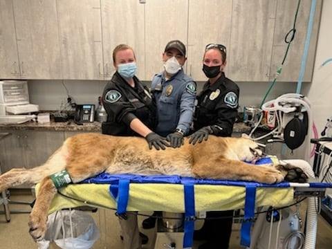 Watch: Mountain Lion Captured After Officer Chases It Past a Hair Salon in Southern California
