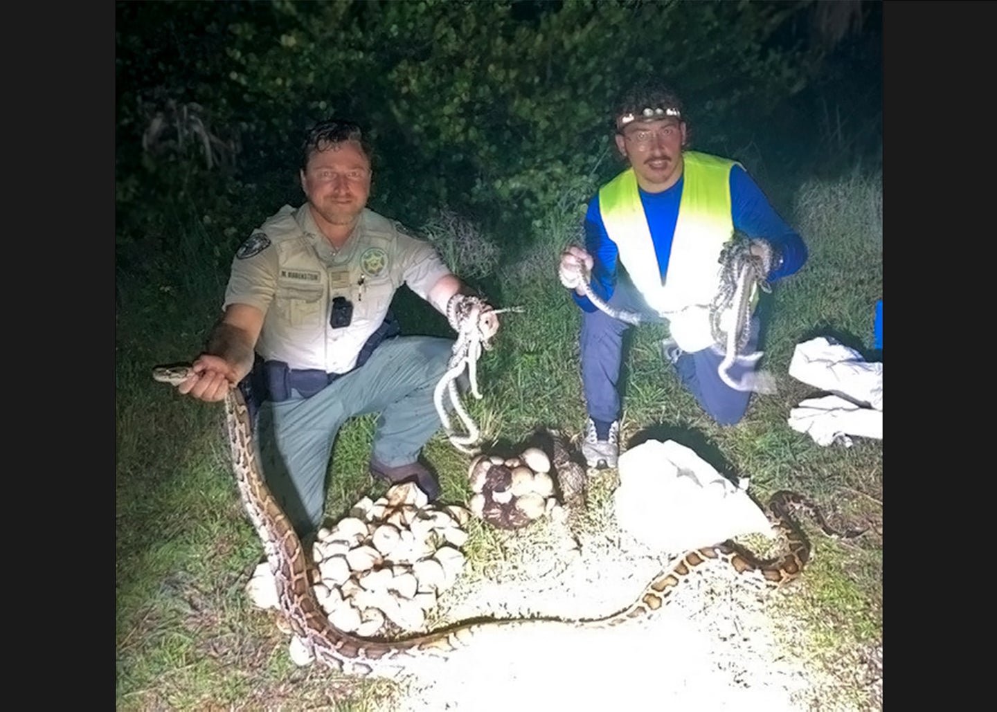 Florida Trapper and Wildlife Officer Find a Python Nest Motherlode in Big Cypress National Preserve