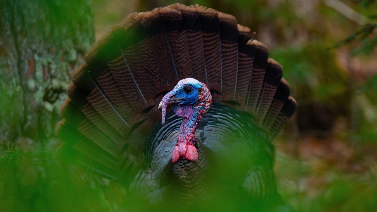 I Had a Perfect Setup — Then Made the Worst Move in Turkey Hunting