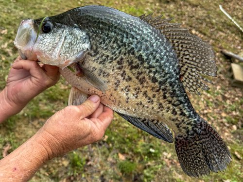 ‘I Panicked,’ Says West Virginia Fisherman Who Just Caught the New State Record Black Crappie