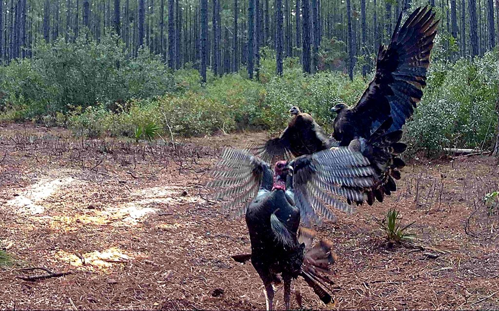Animal Attacks