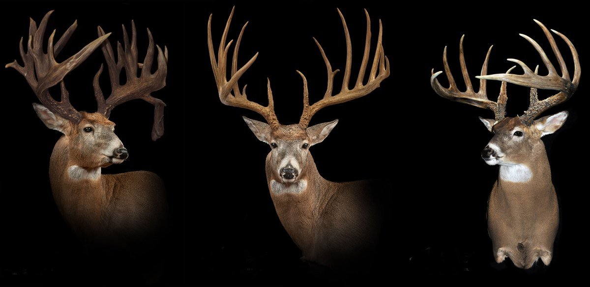11 Giant Whitetail Bucks That Still Have Mysterious Backstories