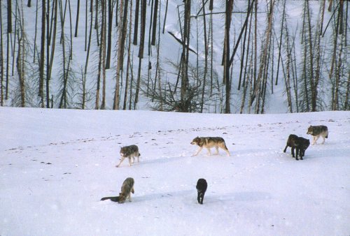 Wyoming’s Gray Wolves Fully Recovered Beyond Original Parameters. NPS Is Still Worried About Hunting Near Yellowstone