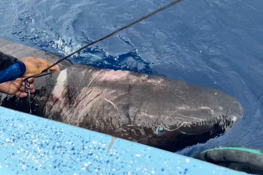 Rare Arctic Shark Found in Caribbean Waters