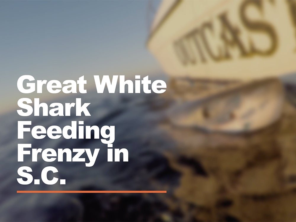 South Carolina Captain Lands Seven Great White Sharks in One Day