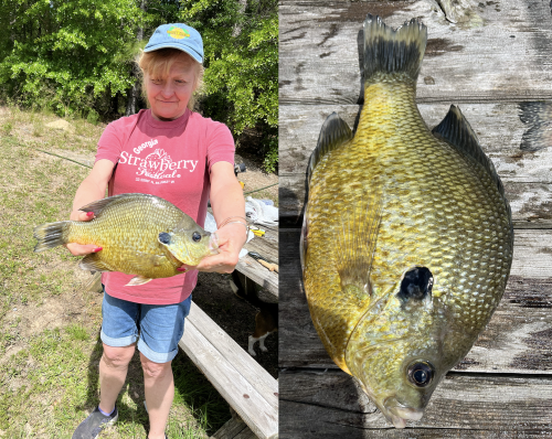 Georgia Angler Sets Lake Record with a Giant Shellcracker