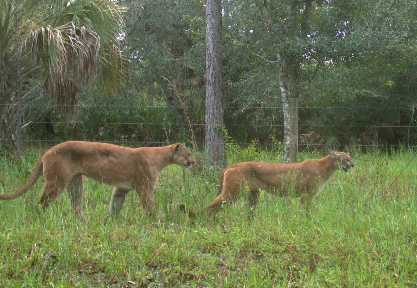 First-Ever Photos of Mating Florida Panthers Captured on Trail Camera