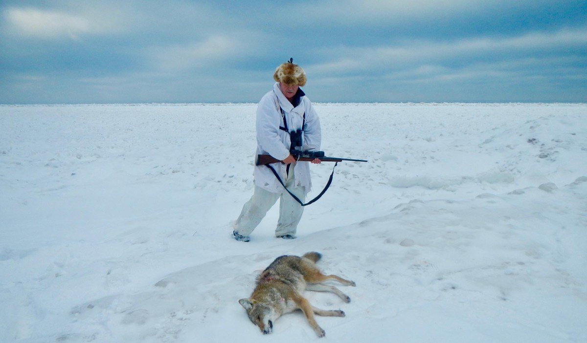 8 Wild Photos of Coyote Hunting On Lake Superior