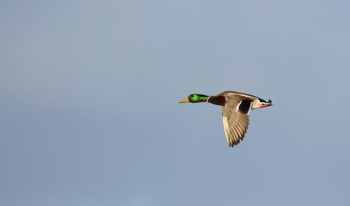 Migrating Mallard Clocked at a Record Speed of Nearly 100 MPH