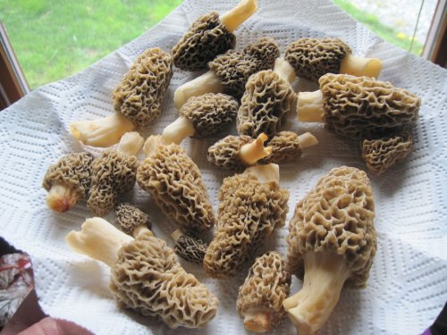 The Ultimate Guide to Finding Morel Mushrooms in Your Subdivision