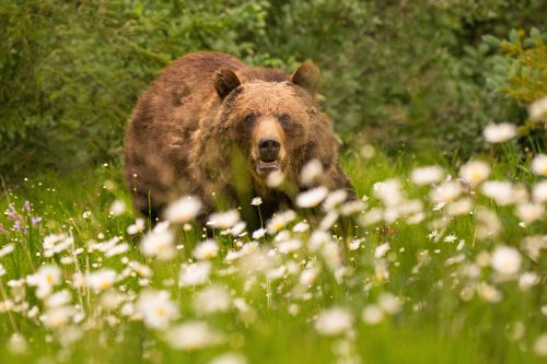 A Shed Hunter Shot and Killed a Charging Grizzly Bear in Montana