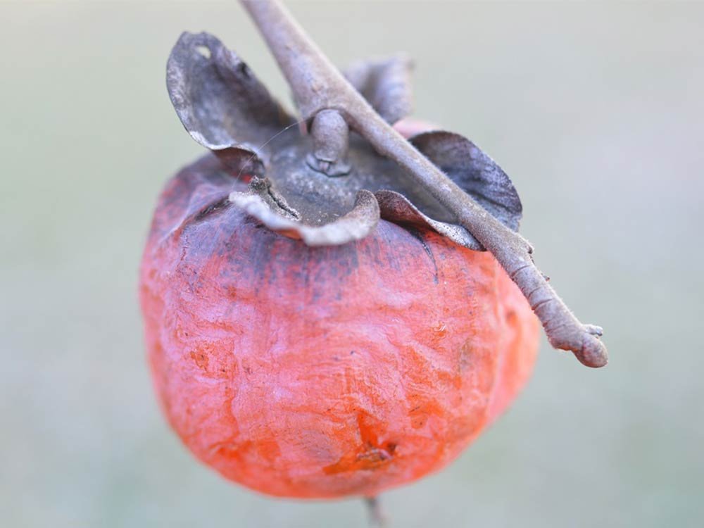 Foraging & Gardening
